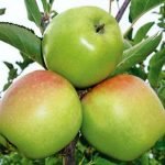 Яблоки сорта Ренет Кубанский
