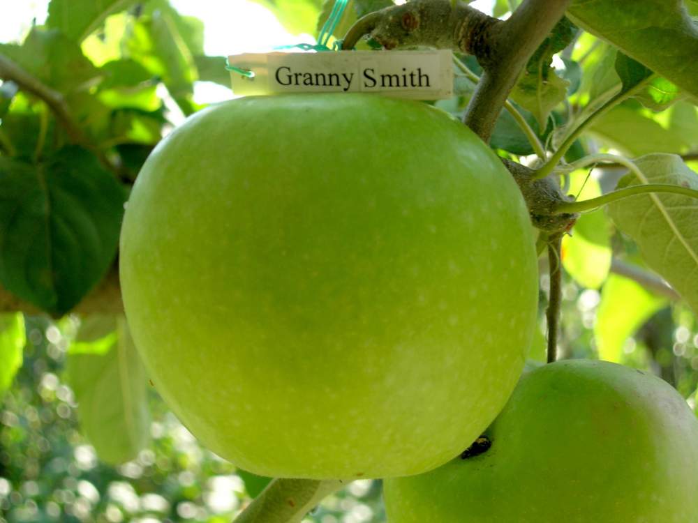 Яблоки сорта Гренни Смит