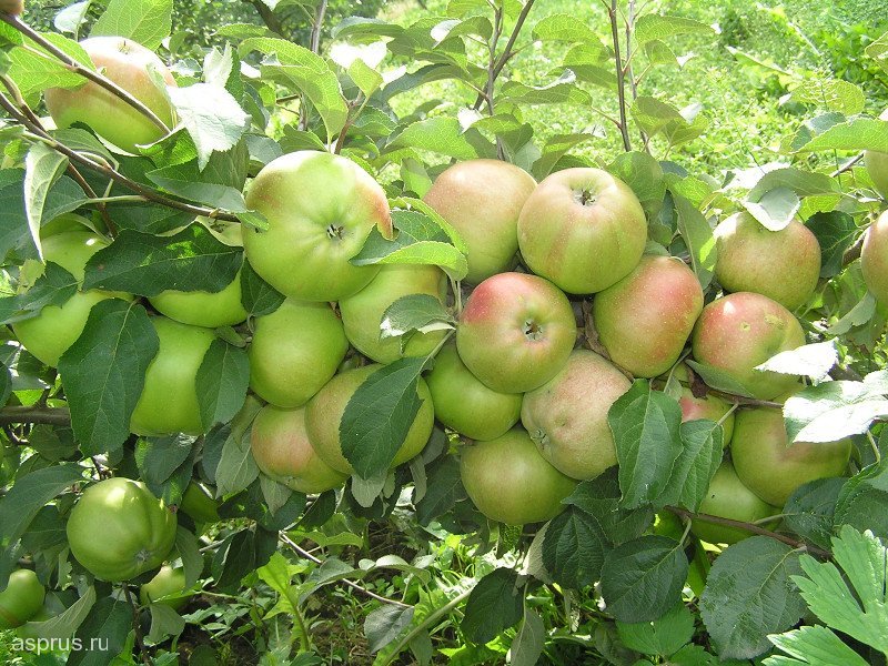 Яблоки сорта Вербное