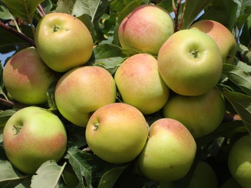 Яблоки сорта Заря Алатау