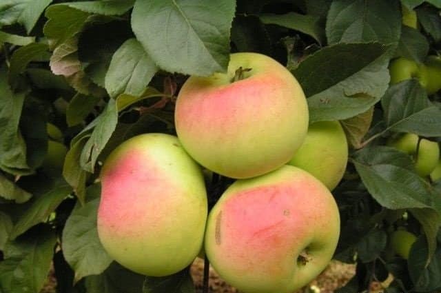 Яблоки сорта Имрус