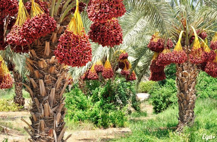 Пальма финиковая – виды для выращивания дома, уход, видео