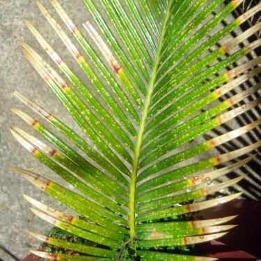 Пожелтение листьев пальмы