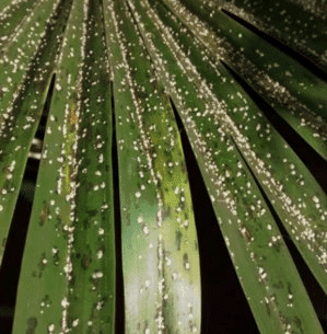 Листья пальмы, поражённые мучнистым червецом