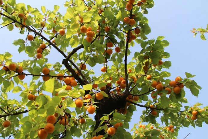 Абрикосовое дерево с плодами