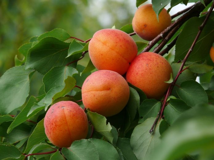 Плоды абрикоса, привитого на сливу