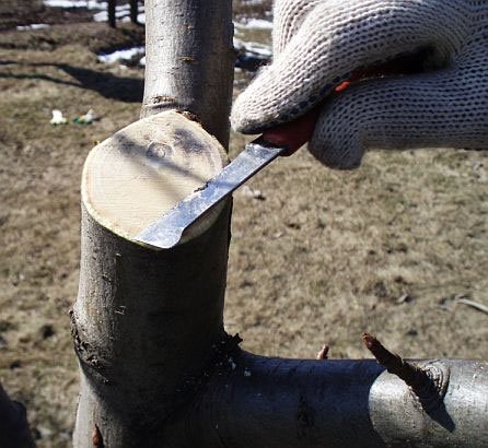 Зачистка среза на дереве садовым ножом