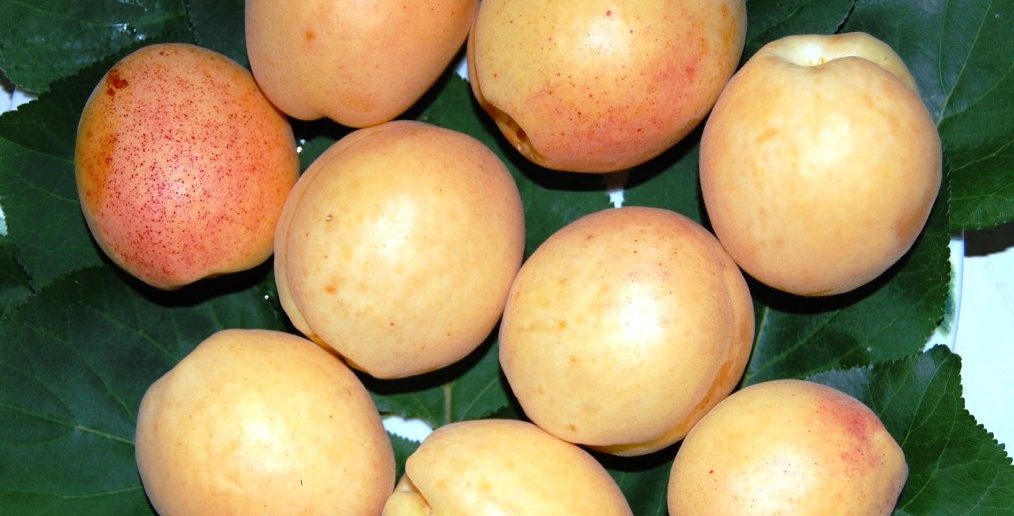 урожай абрикоса