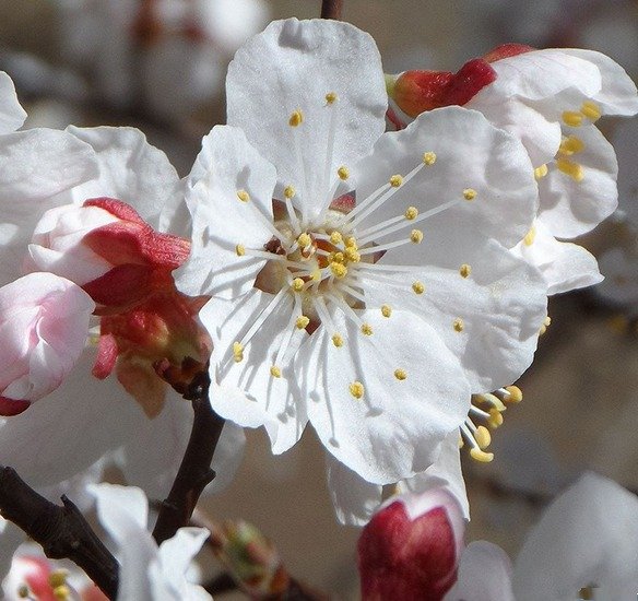 6 причин, почему абрикос весной не цветет