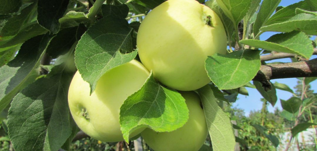 Сорт яблони Белый налив, описание, характеристика и отзывы, а такжеособенности выращивания данного сорта