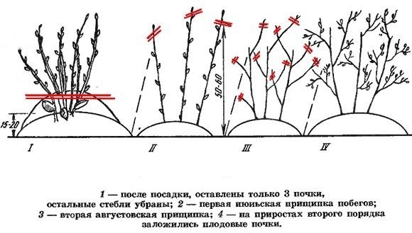 Схема посадки смородины на участке