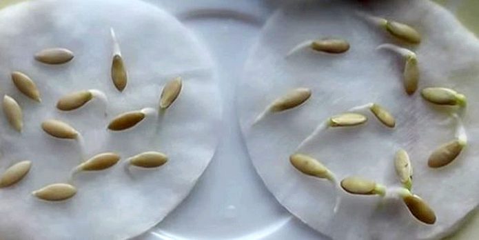 Семена огурцов на ватных дисках