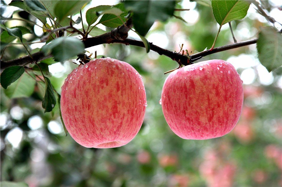 Яблоня эримар фото