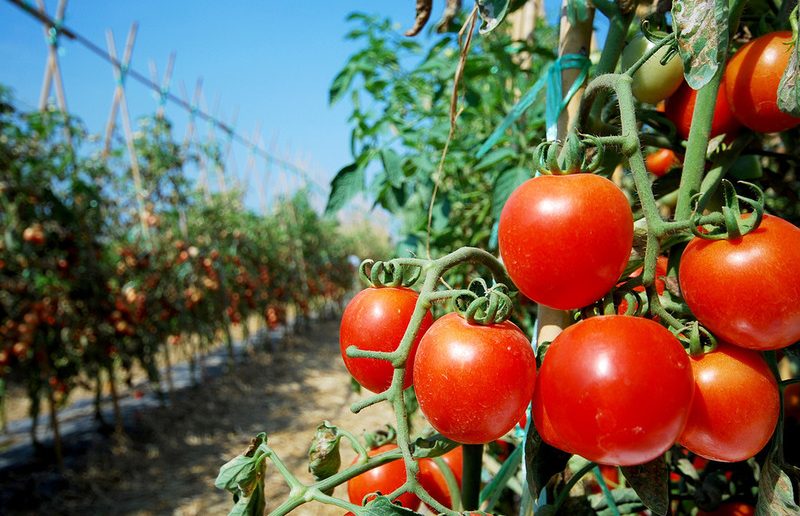 Урожайные помидоры в открытом грунте