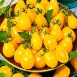 Плоды жёлтых томатов