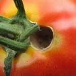 Плод томата, поражённый совкой