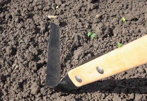 Набор садовых инструментов – плоскорез Фокина, грабли для сбора картофеля, плоскорез стриж, видео