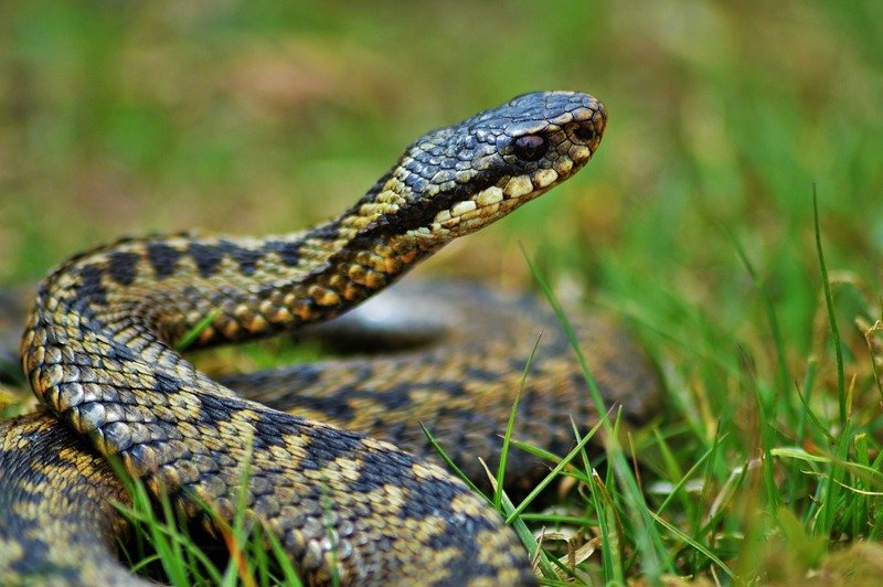 Как защитить участок от змей