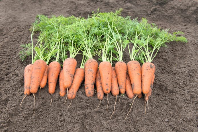 Морковь сортотипа Шантенэ