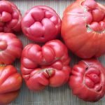 Деформированные томаты