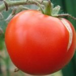 Треснувший томат