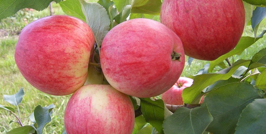 Подкормки яблони: весной, летом и осенью - Дачная помощь