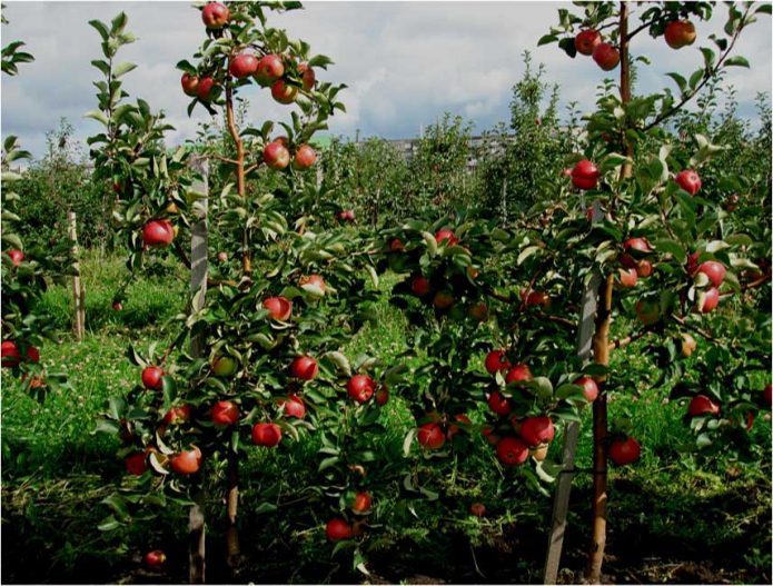 Плодоносящие яблони-компакты