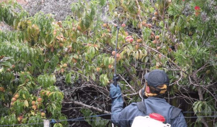 Опрыскивание персикового дерева