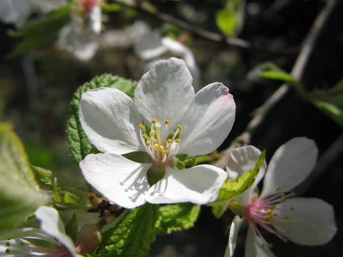 Цветок войлочной вишни
