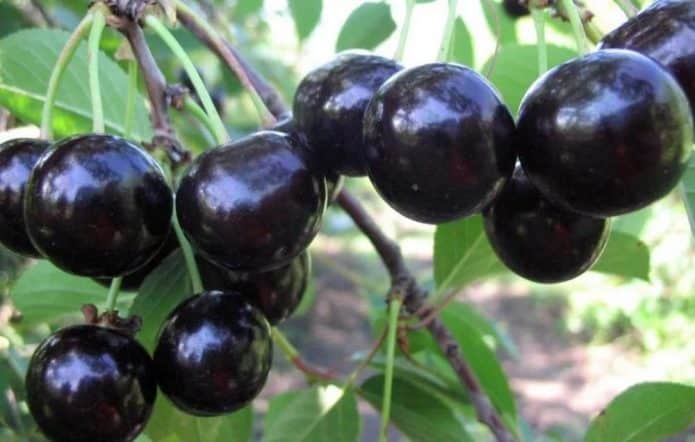 Плоды вишни Антрацитовая