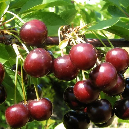 Плоды вишни Тамарис