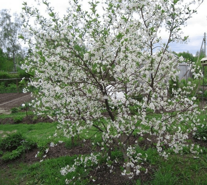 Цветущее дерево вишни