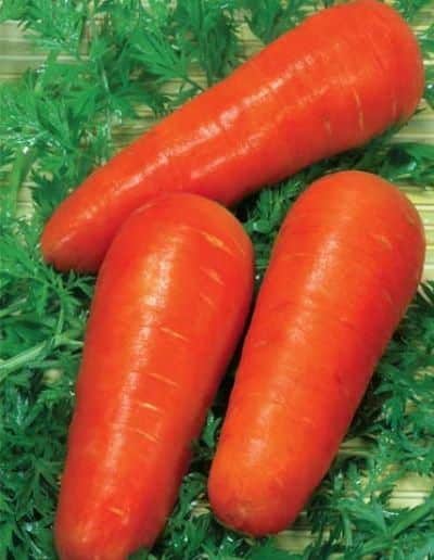 Морковь Красавка