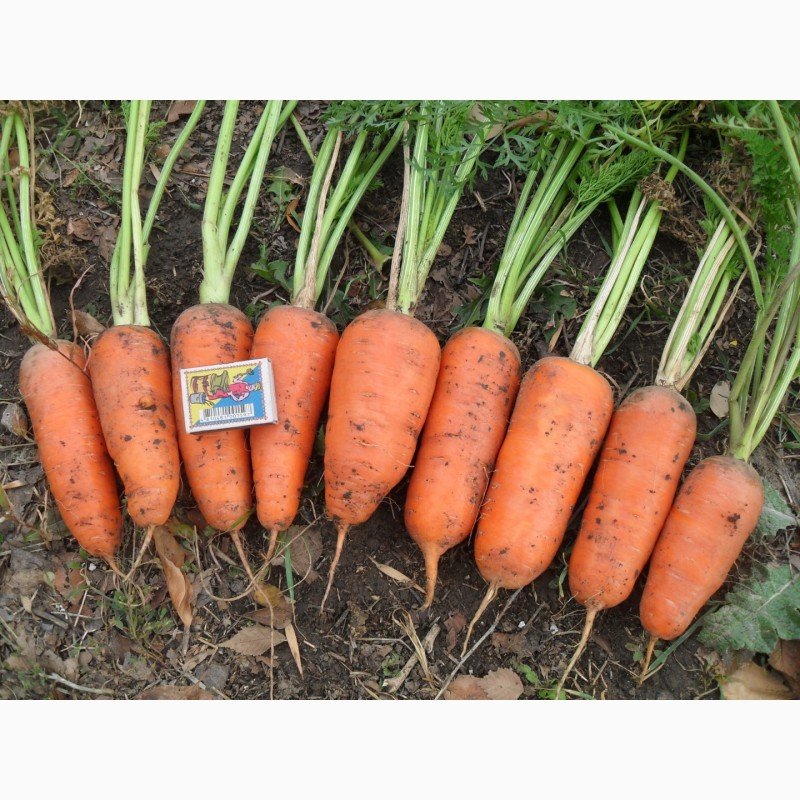 Морковь гибриды. Морковь Абледо f1. Морковь Абако f1. Сорт моркови Абако. Абако f1.