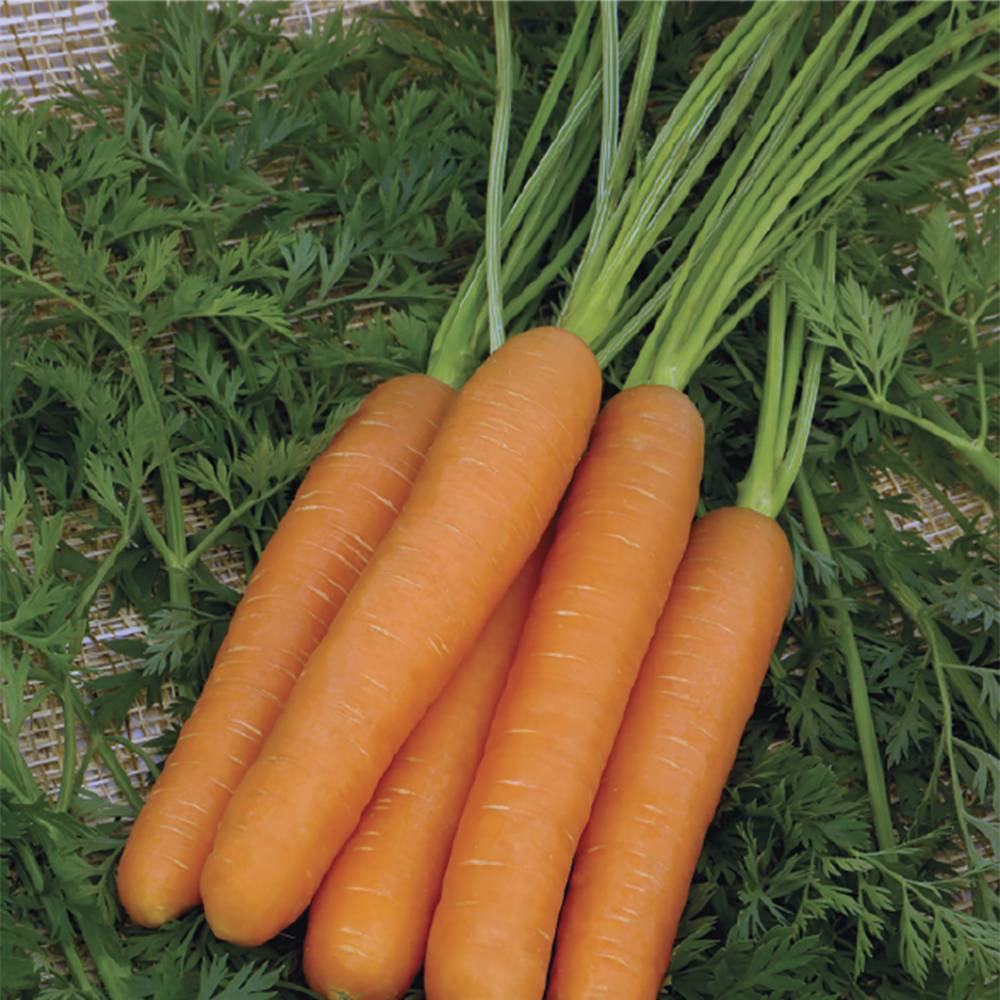 Морковь гибриды. Морковь Нантская семена. Сорт моркови Нантская. Морковь Нантская 4. Морковь Алтаир f1.
