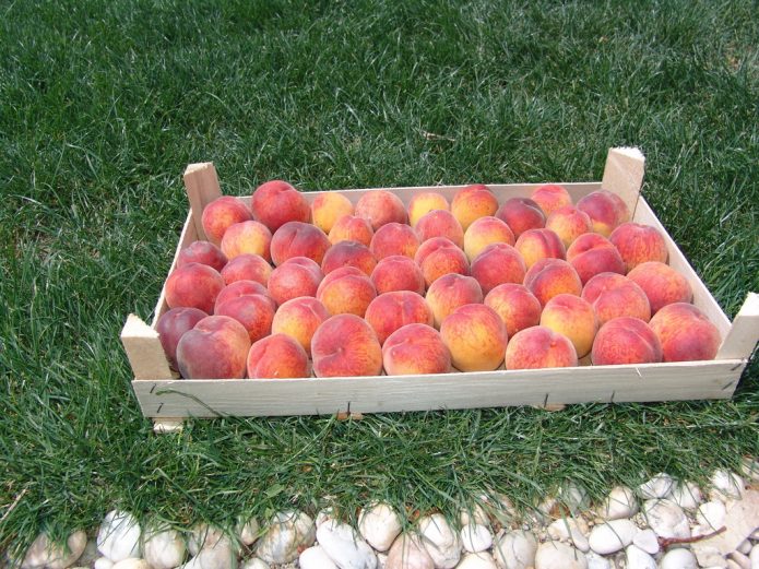 Персики в ящике