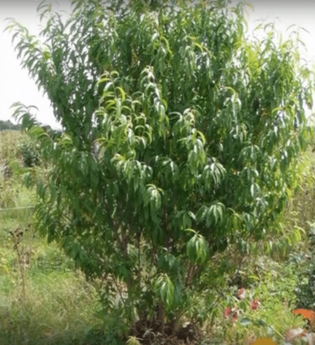 Дерево персика с кустовой формировкой