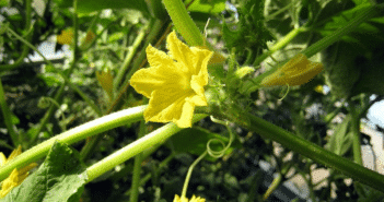 цветок огурца