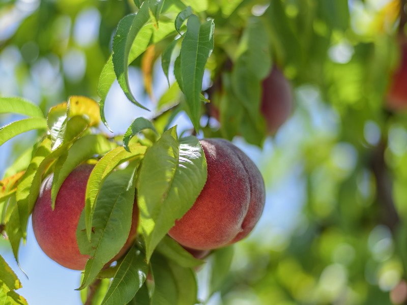 Лучшие сорта персиков с описанием, характеристикой и отзывами, в том числе для Кубани, Черноземья