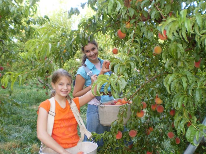 Сбор урожая персиков