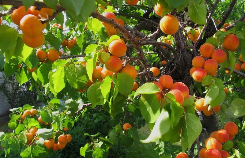 Дерево абрикоса