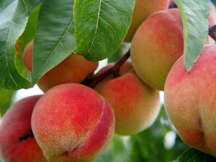 Лучшие сорта персиков с разным сроком созревания – для юга и не только -Дачная помощь