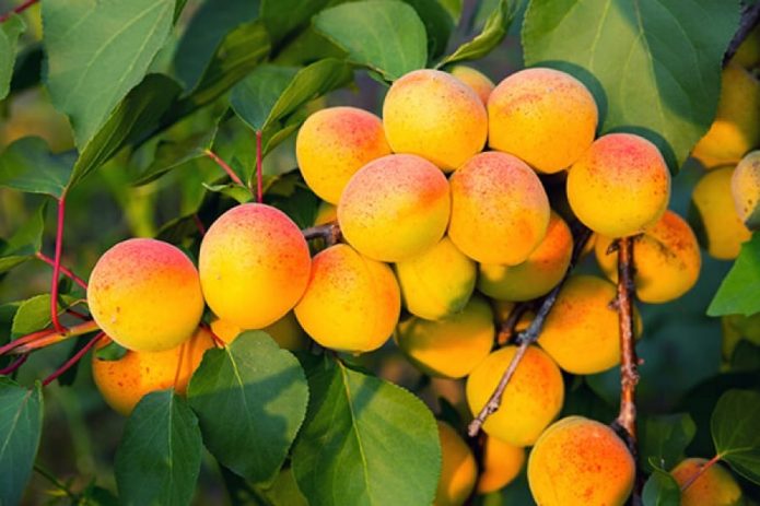 Плоды абрикоса Хабаровский