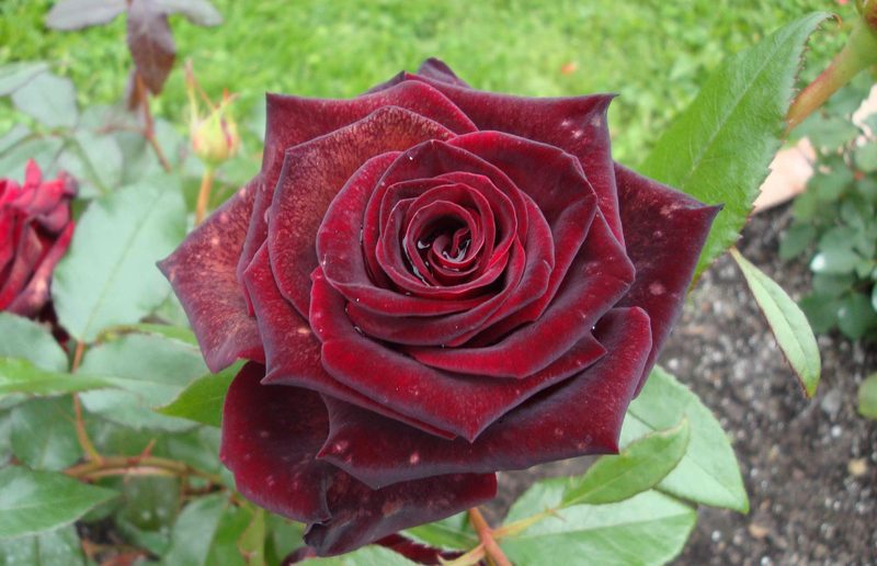 Роза Чёрная Магия
