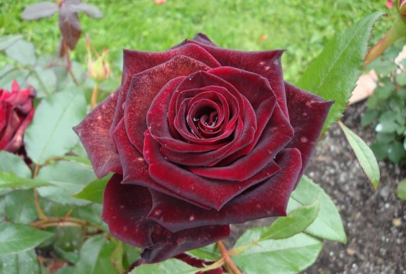Роза Черная Магия Отзывы Фото