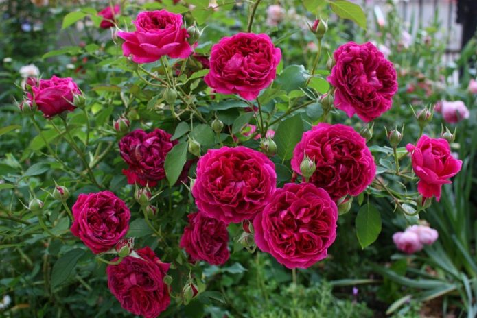 Цветение розы Уильям Шекспир