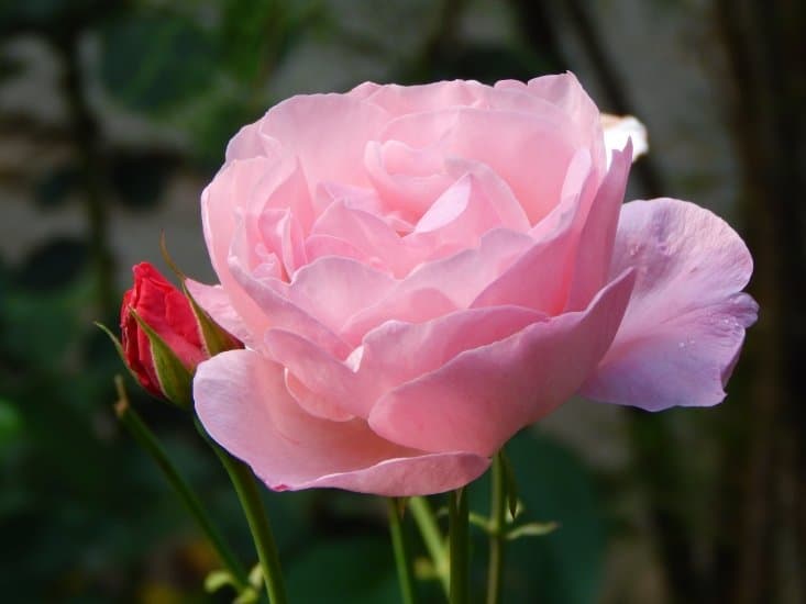 Роза Queen Elizabeth