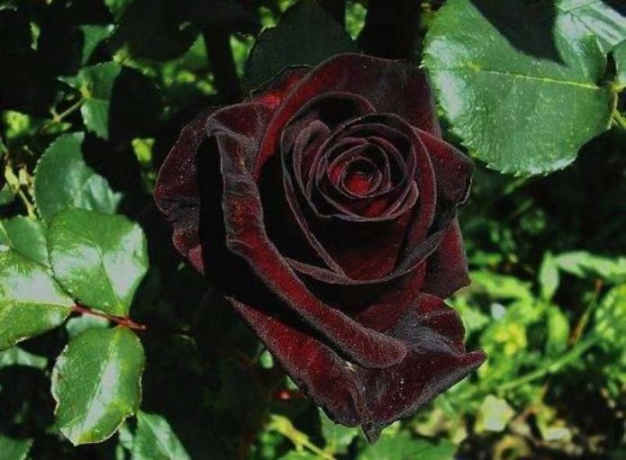 Цветок розы сорта Чёрный принц