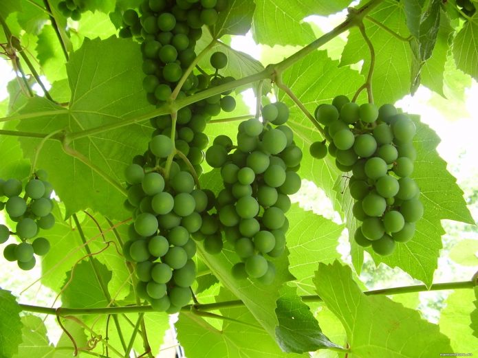 Кисти незрелого зелёного винограда