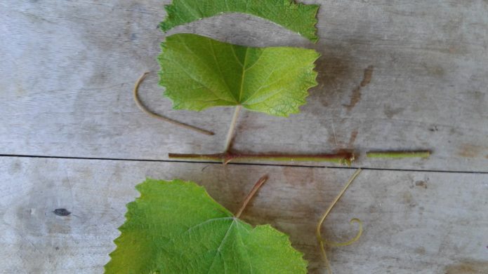 Три способа размножения винограда зелеными черенками + видео